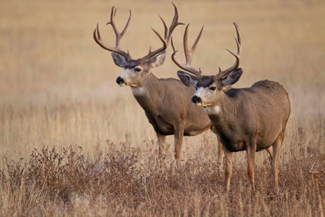 Hunting and using dehydrators to store large amounts of meat