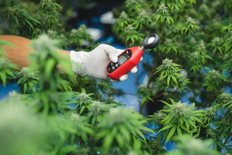 An Overview of Australia’s legal marijuana industry
